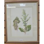 ****AUCTIONEER TO ANNOUNCE LOT WITHDRAWN****Brenda W. Paddy, a set of three botanical watercolour