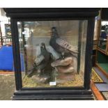 A pair of Edwardian racing pigeons with record card intact. In a glass case a/f 52cm x 45cm x 24cm.