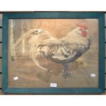A cockerel painted on linen, signed J Cambell