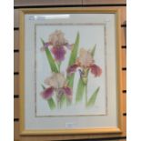 ****AUCTIONEER TO ANNOUNCE LOT WITHDRAWN**** Brenda W Paddy, three botanical watercolour studies,