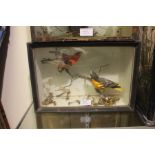 Taxidermy interest: a cased pair of coloured birds. Size of case 36cm x 25cm x 13cm. Woodworm damage