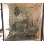 Taxidermy interest: a large case taxidermy of three Ducks in a naturalistic setting. Case size