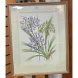 B W Paddy, British, 20th Century, watercolour of flora, 38 x 29cm, framed and glazed