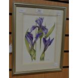 B W Paddy, British, 20th Century, watercolour of Iris 'Laevigata', 26 x 19cm, framed and glazed