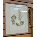 B W Paddy, British, 20th Century, watercolour of 'Salvia Sclarea Turkestanica Alba'', 38 x 29cm,