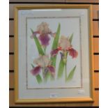 B W Paddy, British, 20th Century, watercolour of Iris 'Carnaby', 38 x 29cm, framed and glazed