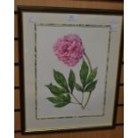 B W Paddy, British, 20th Century, watercolour of Peony 'Sarah Bernhardt', 38 x 29cm, framed and