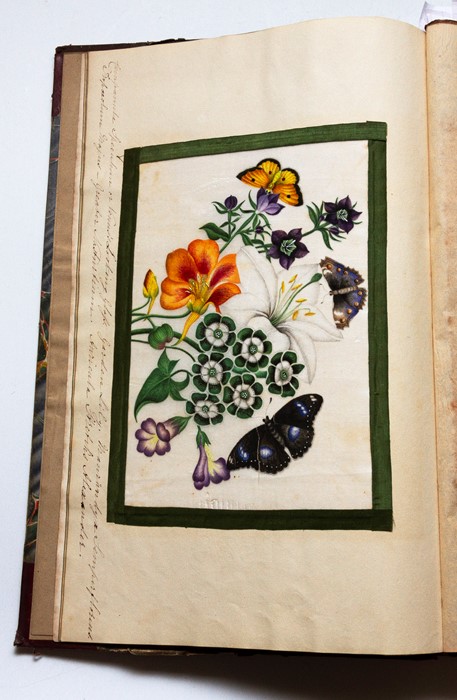 Mid-19th century scrapbook featuring watercolour illustrations of birds and flowers (including - Image 3 of 7