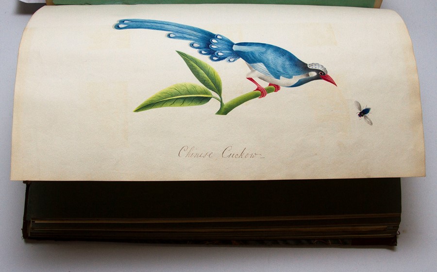 Mid-19th century scrapbook featuring watercolour illustrations of birds and flowers (including - Image 6 of 7