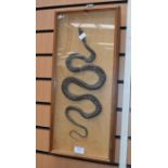 A framed and glazed snake along with a framed group of scorpions and lizard