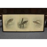 A framed collection of three watercolours depicting carp, each watercolour signed below, fitted in a