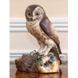 A Royal Crown Derby figure of a Barn Owl, late 20th Century, naturalistically modelled perched on
