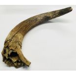 Aurochs horn, believed to be 4,000 to 6,000 years old, measuring 27 inches. The aurochs is an