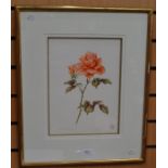 John Pastoriza-Pinol (Contemporary), Rosa Hybrida ('Just Joey'), botanical study of a rose, signed