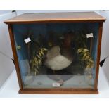 A collection of taxidermy, comprising of a duck amongst foliage, in a glazed case, a mounted foxes