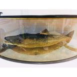 Taxidermy trout in bow-fronted glazed case with naturalistic setting