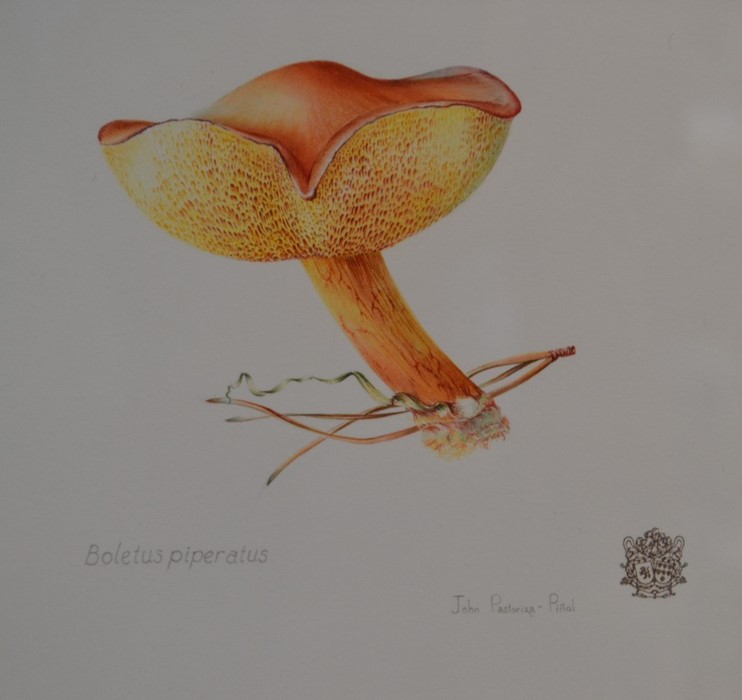 John Pastoriza-Pinol (Contemporary), Boletus Piperatus, botanical study of a mushroom, signed l. - Image 2 of 2