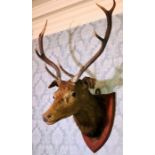 A late Victorian Taxidermy Red Deer Stag, neck mounted on a oak shield with five points on each