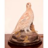 A Victorian Taxidermy of a Norwegian White Grouse mounted on a natural scene, raised on a circular