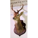 A mid 20th Century taxidermy neck mounted of a red deer stag, three point antlers, on a oak