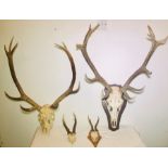 A group of' antlers mounted stag skulls, two mounted on oak wall plaques. (4)