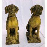 A pair of reconstituted sandstone style concrete carving of Gun Dogs, seating on a plinth. 85cm H (