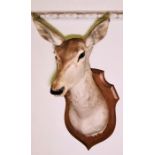 A mid 20th century oak shield mounted taxidermy Doe Deer neck mounts. Approx. 88cm H