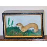 A 20th Century Taxidermy ferret in a glazed case in a natural setting. 19cm H x 29cm W x 11cm D