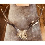 An early 20th century deer skull and three pointed antlers.