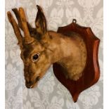 An early 20th century Taxidermy mounted roe deer, on a later oak shield. Approx. 40cm H