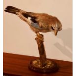 An early 20th Century Taxidermy Jay on a branch