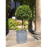 A pair of bay trees in planters (2)
