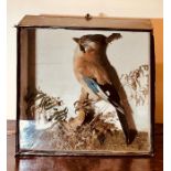 A late 19th Century Taxidermy Garrulus Jay Bird mounted on naturalistic log mount with paper