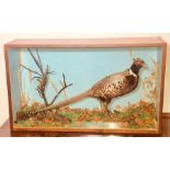 An early 20th Century Taxidermy glazed case of a Cock Pheasant in a naturalistic setting. 46cm H x