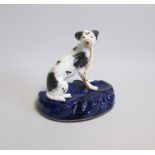 A Staffordshire Model of a Hound with black markings, Sitting on a Cobalt Blue ground base.