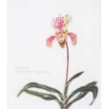 Dame Elizabeth Blackadder D.B.E. R.A. R.S.A. (Scottish, 1931), Orchid Insigne Hybrid, signed l.r.,