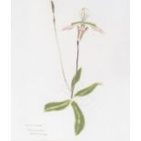 Dame Elizabeth Blackadder D.B.E. R.A. R.S.A. (Scottish, 1931), Orchid Appletonianum, signed l.r.,