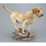 An Albany Fine China Co. Labrador modelled by Neil Campbell. Naturalistically decorated. Title and