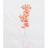 Dame Elizabeth Blackadder D.B.E. R.A. R.S.A. (Scottish, 1931), Orchid Living Fire, signed l.r., No.