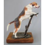 An Albany Fine China Co. model of a Foxhound incorporating metal and a wooden base. Modelled by Neil