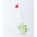 Dame Elizabeth Blackadder D.B.E. R.A. R.S.A. (Scottish, 1931), Orchid Masdevallia Coccinea, signed