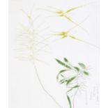 Dame Elizabeth Blackadder D.B.E. R.A. R.S.A. (Scottish, 1931), Spider Orchid, signed l.r., No.6/