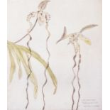 Dame Elizabeth Blackadder D.B.E. R.A. R.S.A. (Scottish, 1931), Orchid Sanderianum, signed l.r., No.