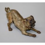 A late 19th century / early 20th century probably Austrian cold painted bronze figure of a barking