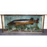 Taxidermy, a preserved and well modelled pike, naturalistically set in a three glass display case