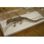 An early 20th century taxidermist arrangement of a young crocodile in naturalistic pose 49cm long