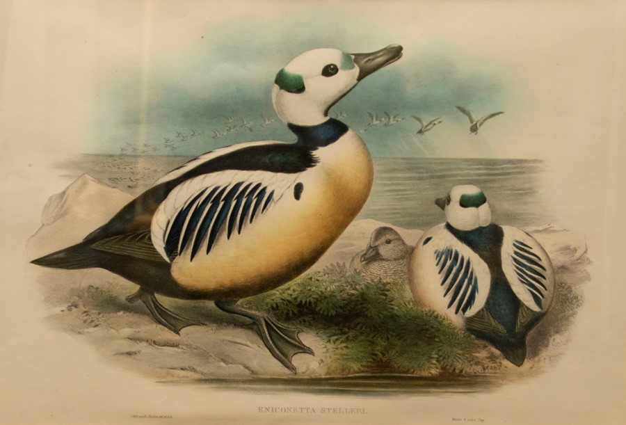 Gould, John and H. C. Richter. Four hand-coloured lithographs of ducks for The Birds of Great