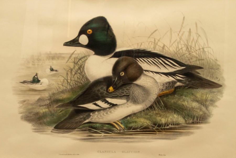 Gould, John and H. C. Richter. Four hand-coloured lithographs of ducks for The Birds of Great - Bild 4 aus 4
