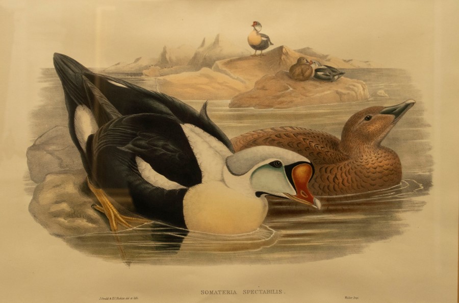 Gould, John and H. C. Richter. Four hand-coloured lithographs of ducks for The Birds of Great - Bild 2 aus 4