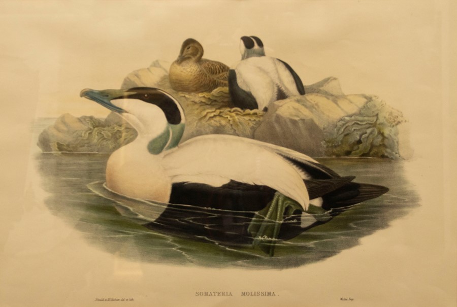 Gould, John and H. C. Richter. Four hand-coloured lithographs of ducks for The Birds of Great - Bild 3 aus 4